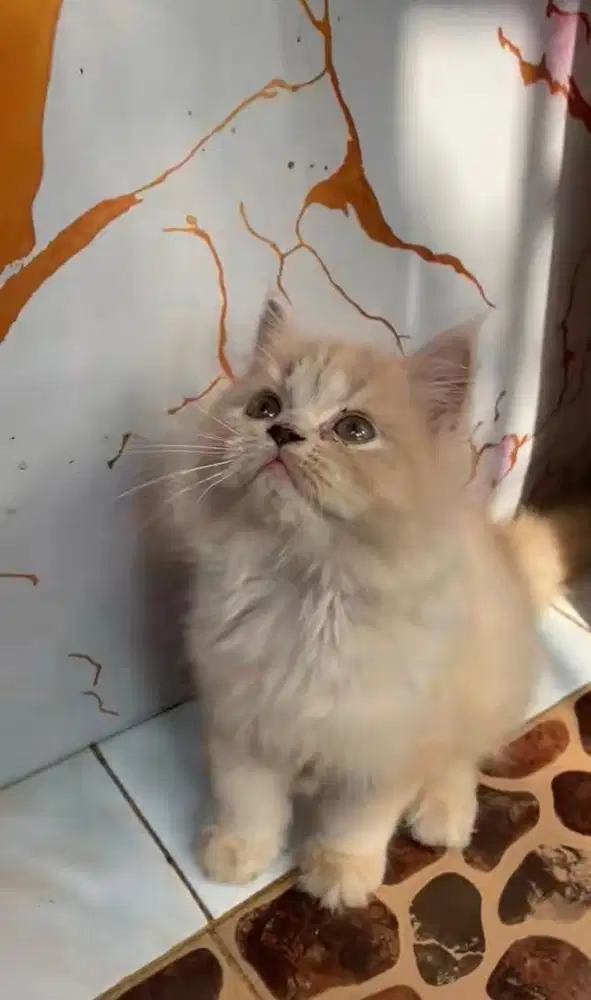 Kitten persia jantan mbul