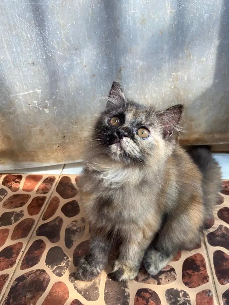 Kitten persia betina mbul