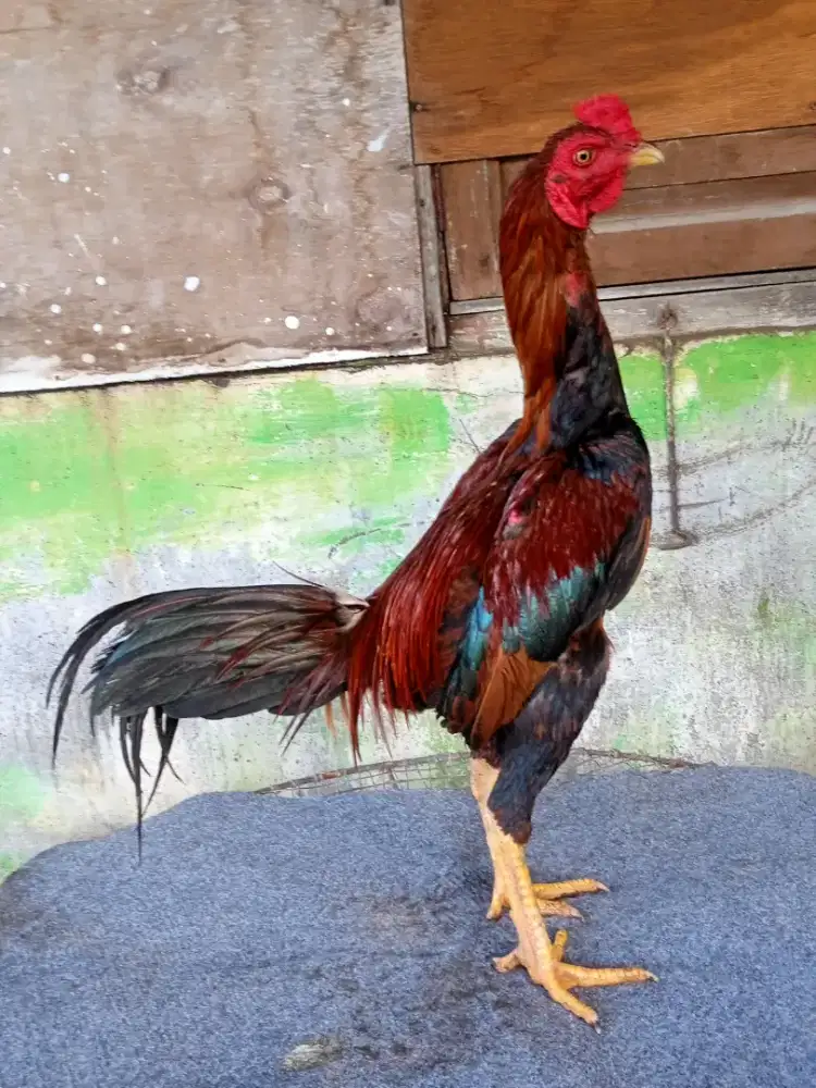 Ayam pamangon muda, berkualitas mewah dan sangat terawat