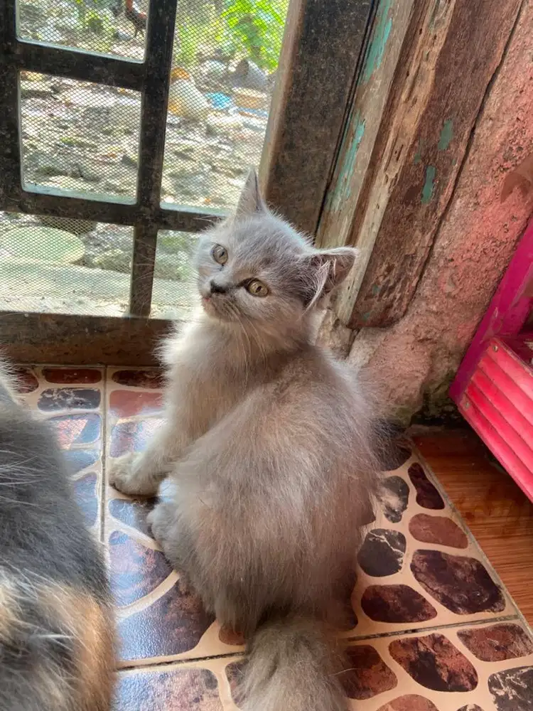 Kitten persia betina abu