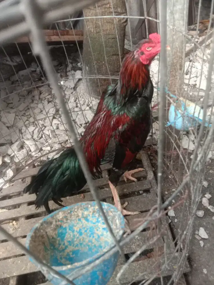 Ayam Bangkok bubut
