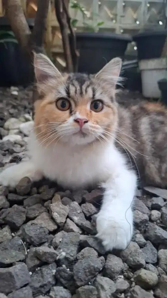 Adopsi kucing norwegian mix persia