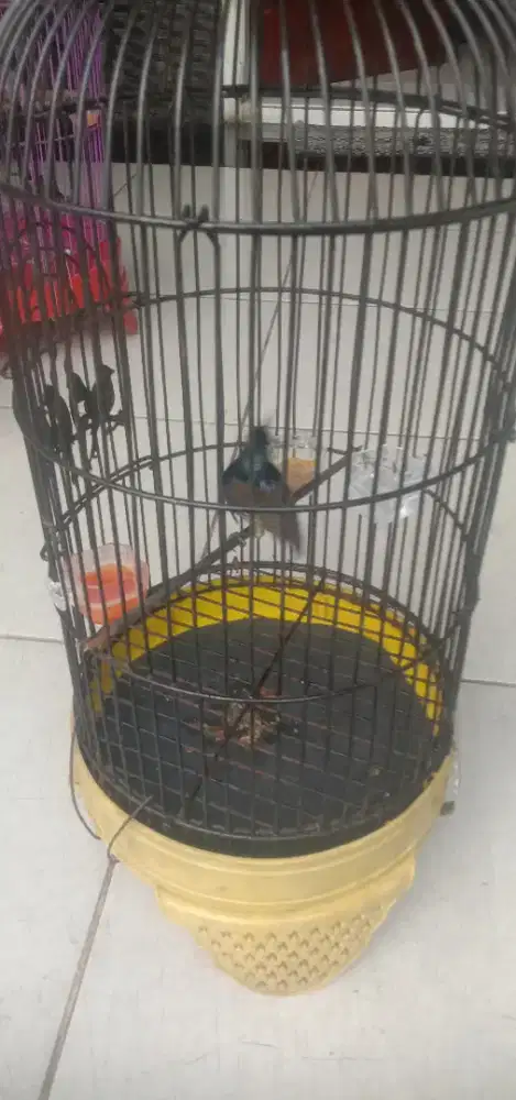 Burung Kolibri kelapa metalik
