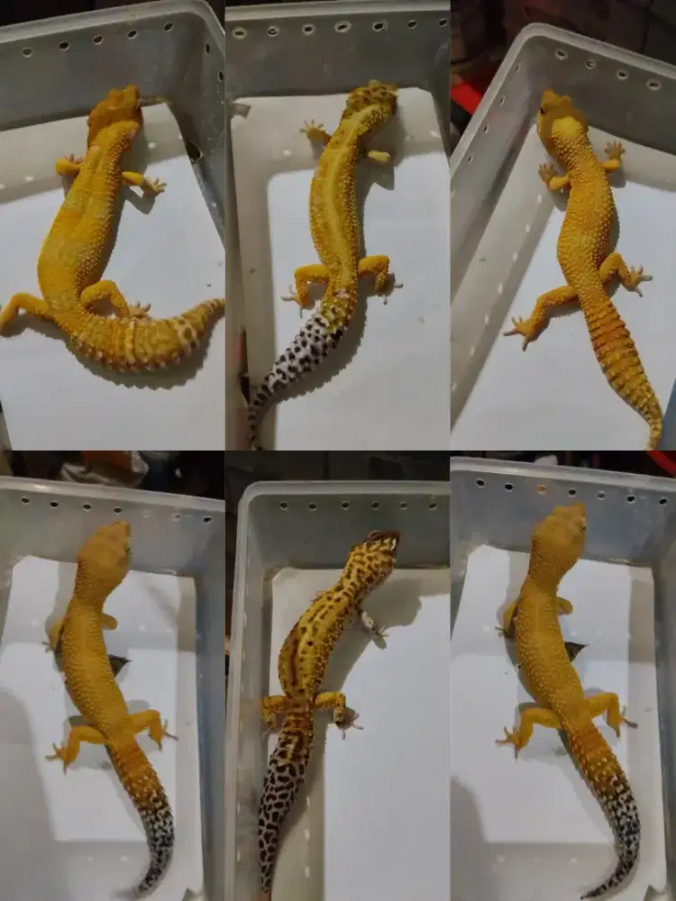 Borongan 6 ekor leopard gecko jumbo