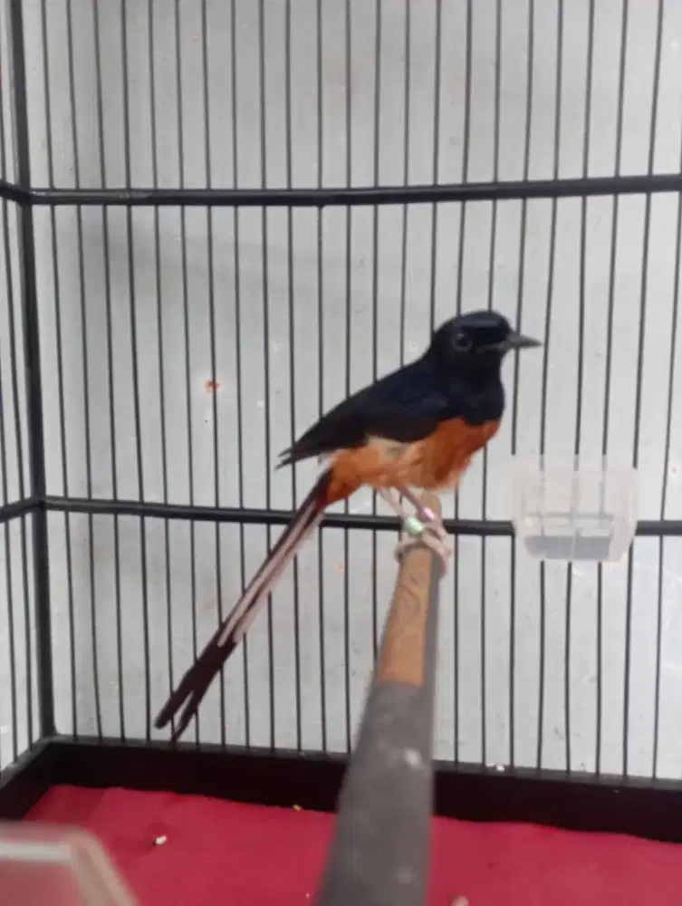 Burung murai gacor dor atas bawah bunyi
