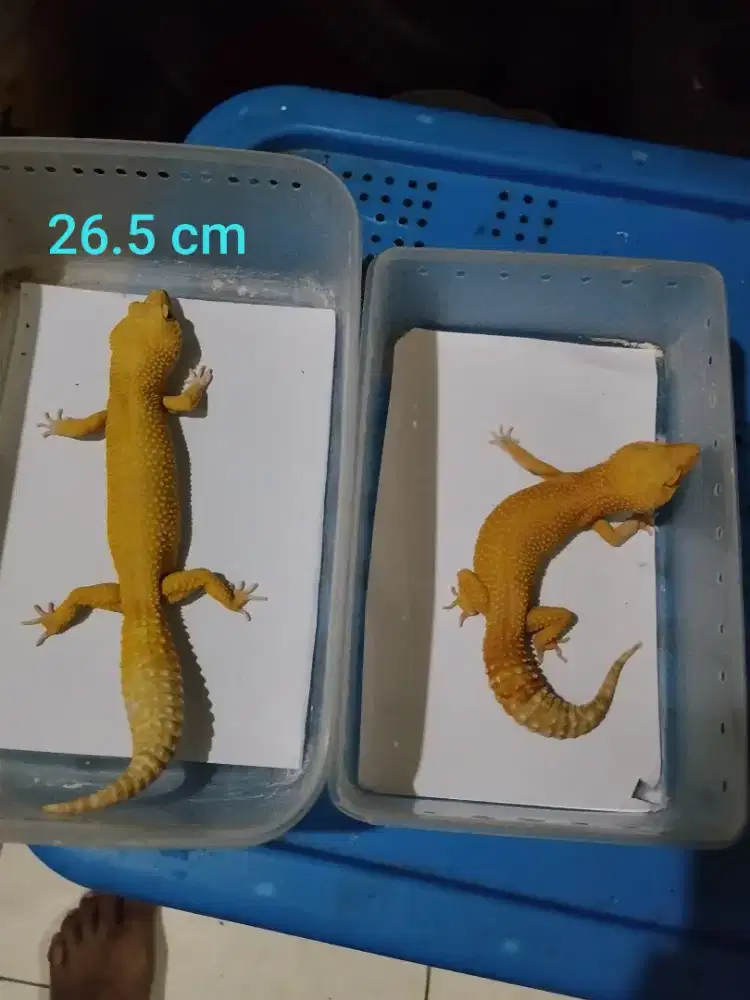 Borongan Gecko UK 26.5 cm & 24.4cm