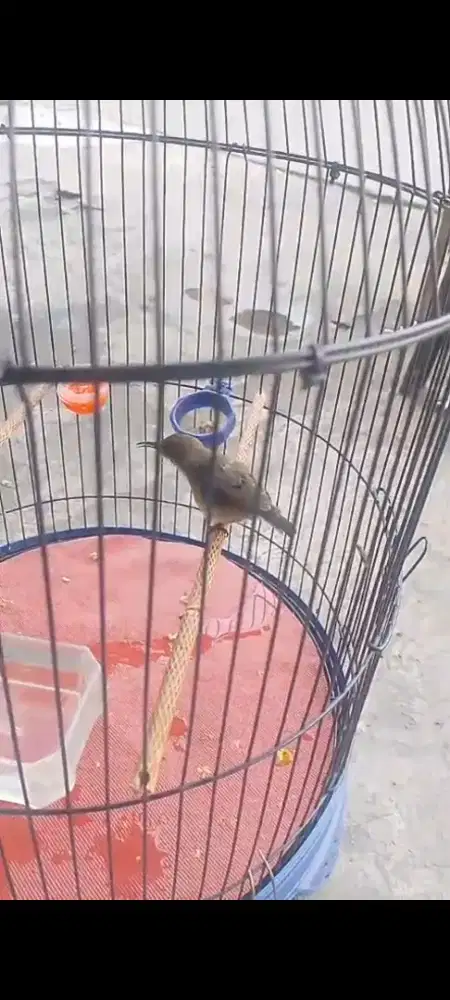 Burung ko nin trotol jantan rajin bunyi masteran kacer