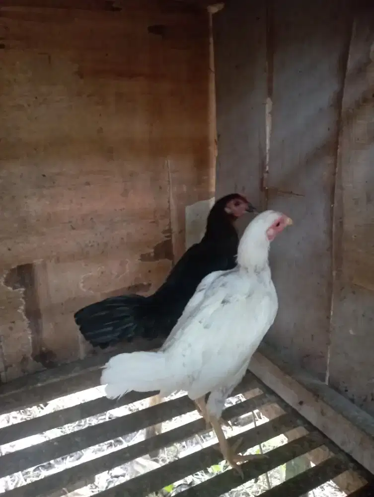 Ayam kampung biang dedara