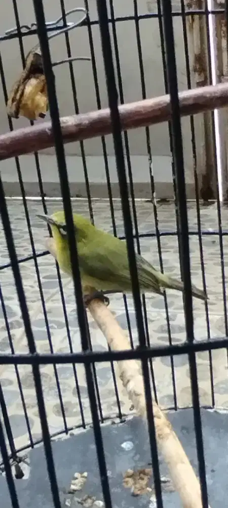 Burcil dada kuning