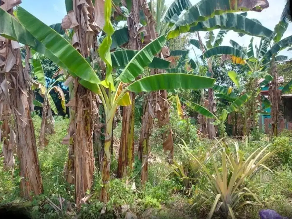 Dijual Tanah Makassar sekitar Sudiang, Jalan Perintis Kemerdekaan, Jl Goa Ria