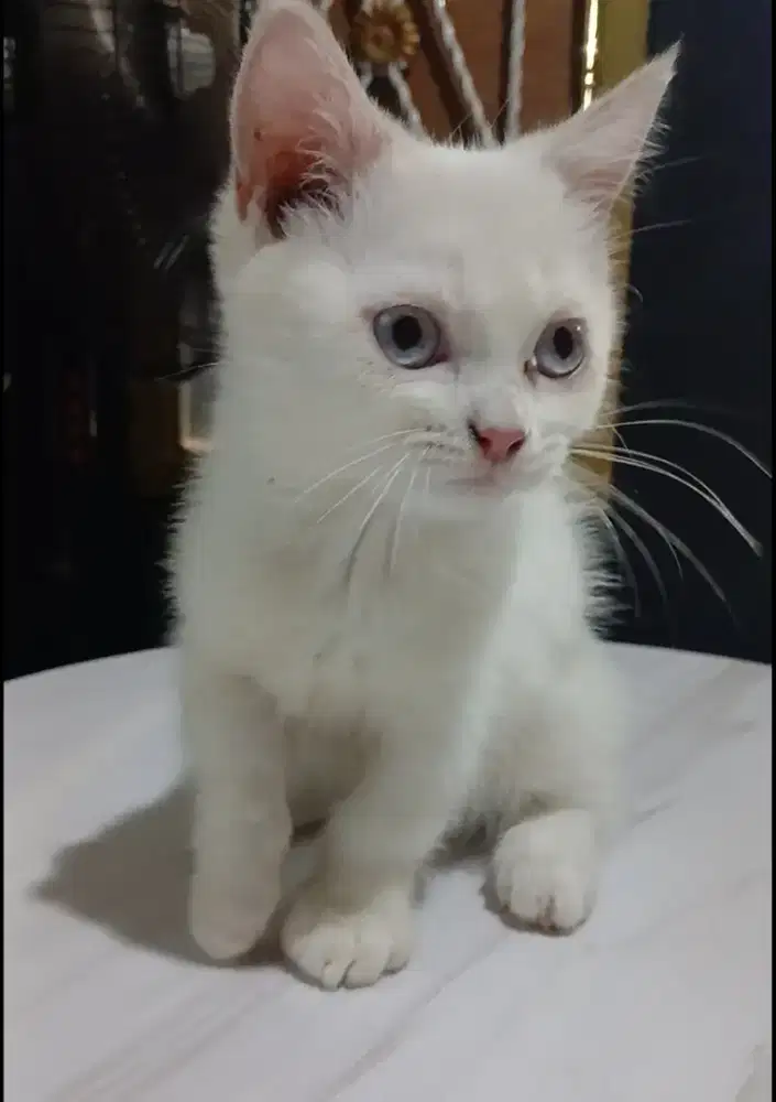 Persia kittten umur 3 bln