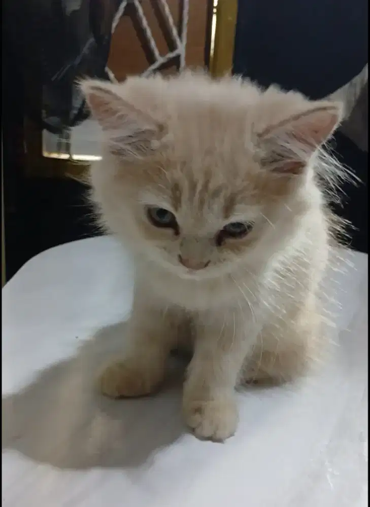 Persia kitten umur 3 bln