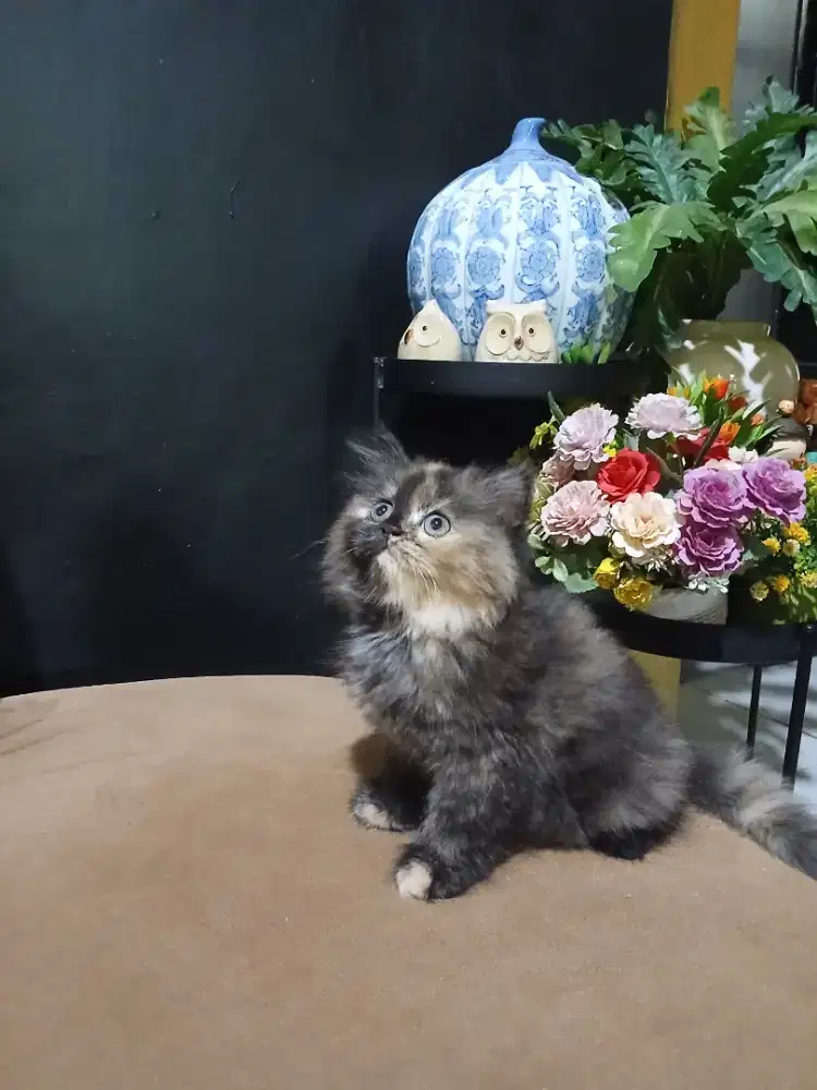 Persia kitten umur 3 bln