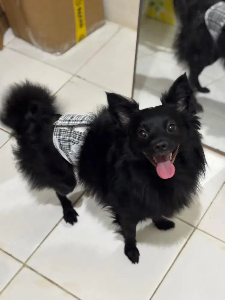 Open Adopt Pompoodle 1,5 Tahun