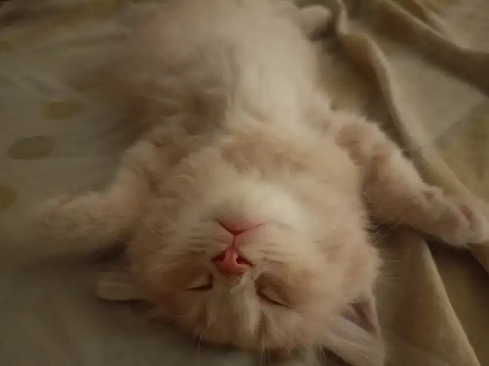 Adopt kucing himalaya mix domestic