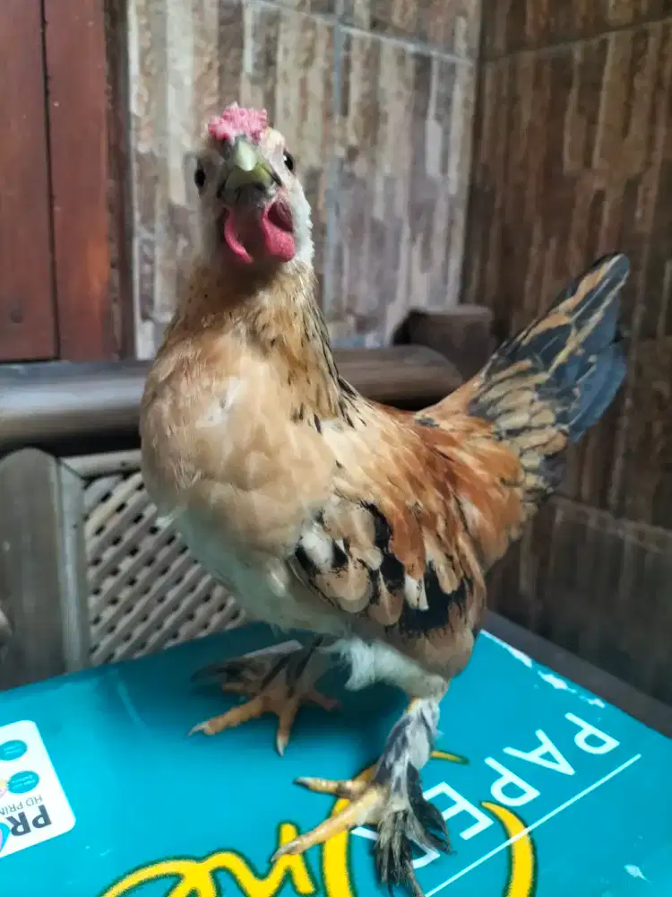 Ayam kecil pendek unik jantan dua ekor betina satu ekor