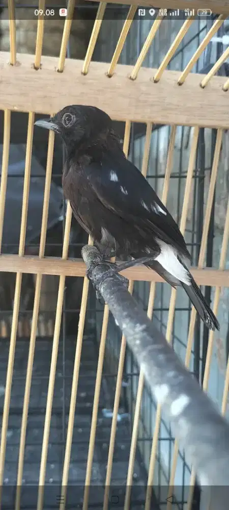 Burung decu kacer mini