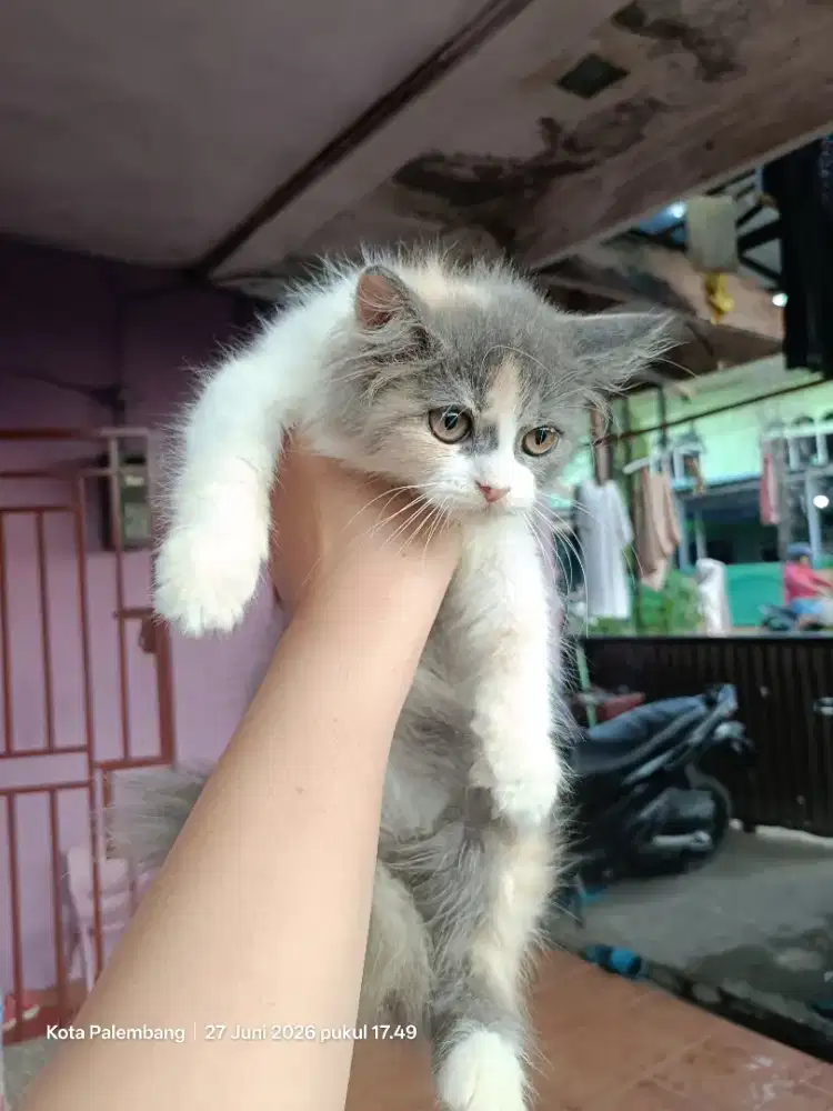 Open Adopsi kitten Persia middle nose