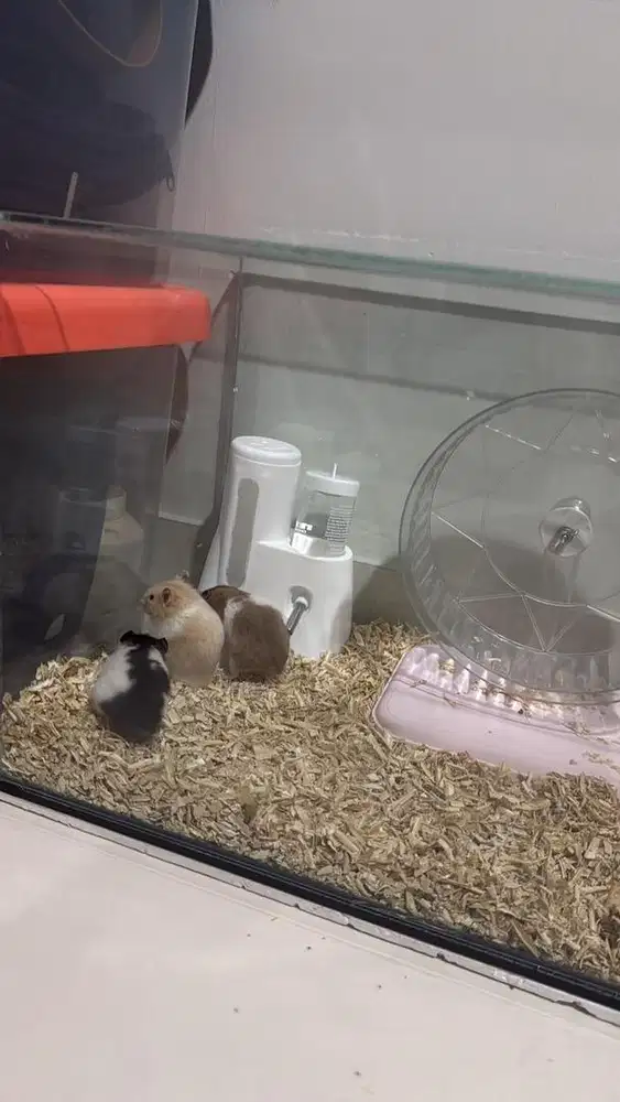 1 AQUARIUM BESAR DAN 2 MINI AQUASCAPE