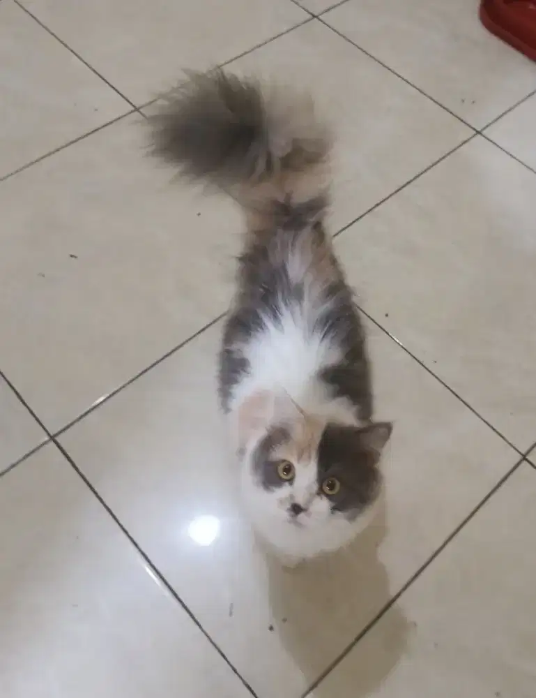 Persia calico betina