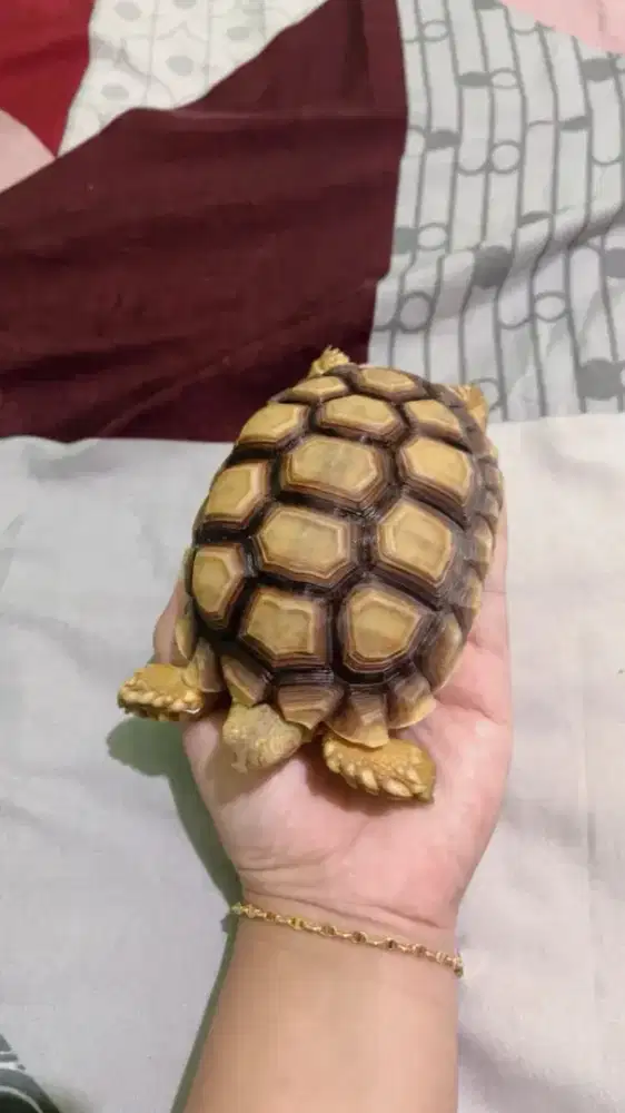 Kura-kura sulcata