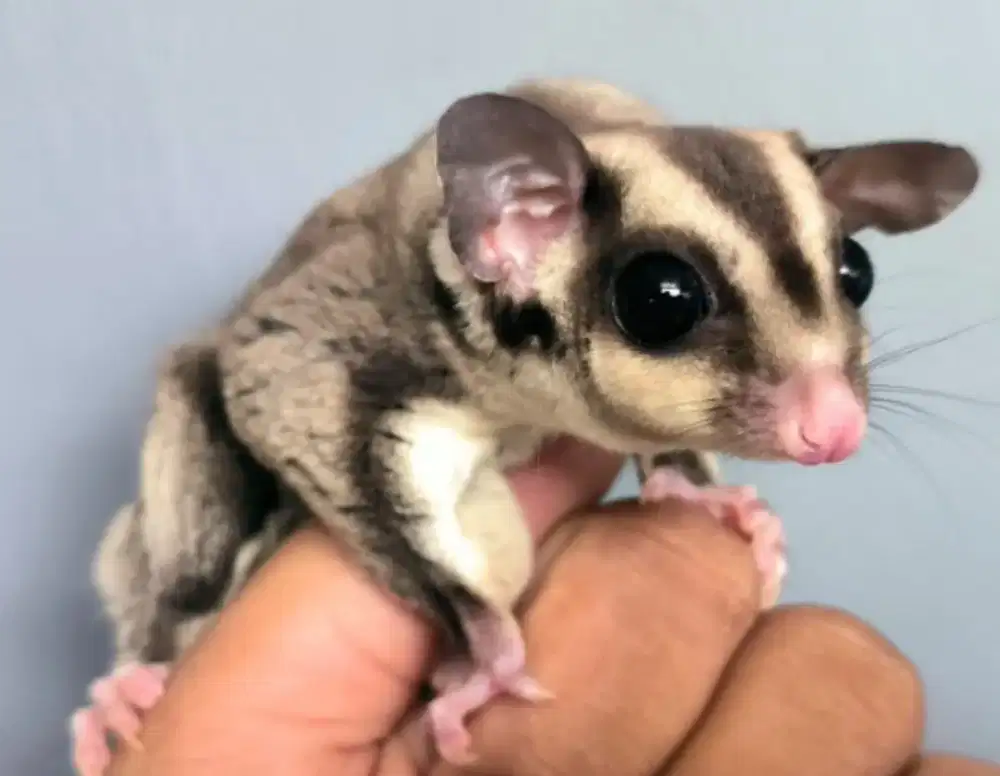 Sugar glider anakan