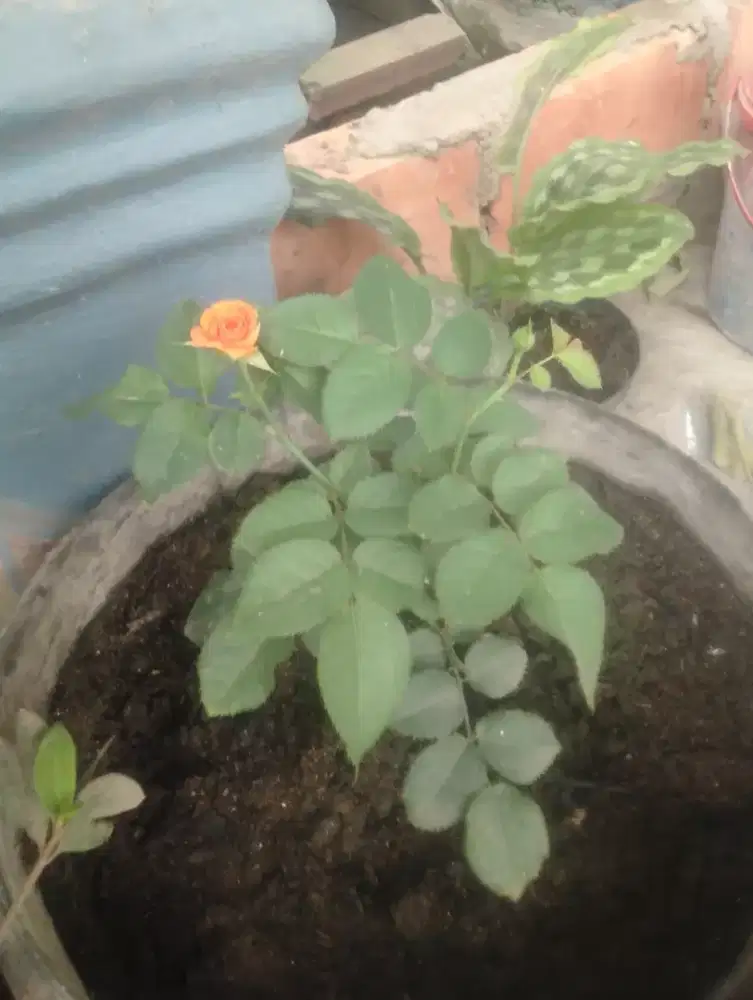 Bunga mawar cantik