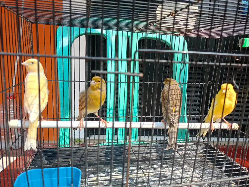 Kenari Af betina siapan minusan