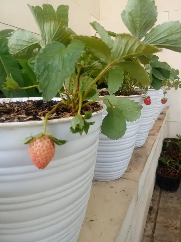 Bibit strawberry