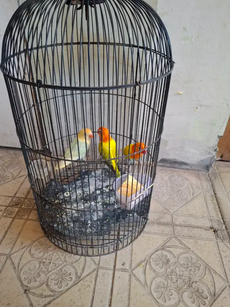 3ekor lovebird Biola satu susuhan