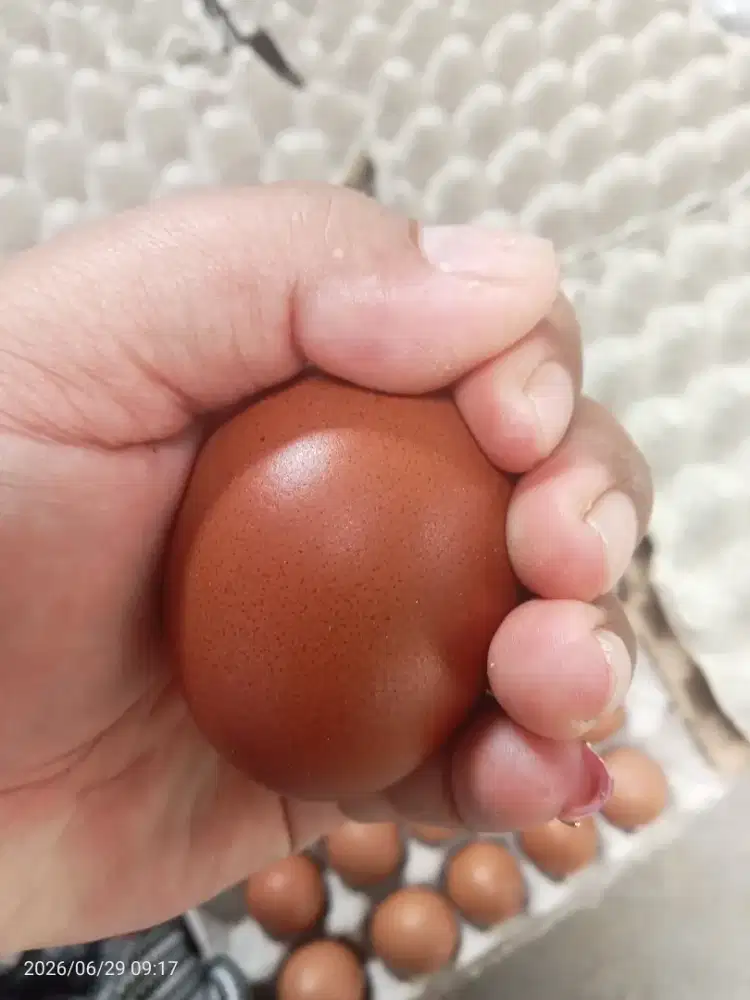 Jual telor ayam pribadi harga untuk di kandang