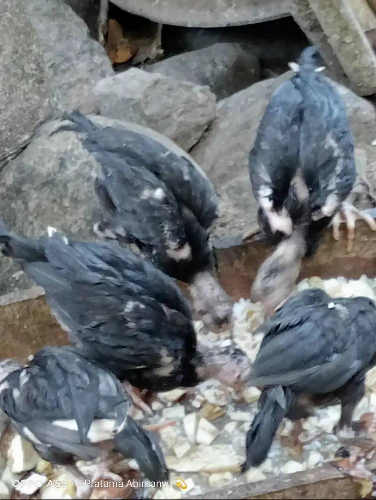 Ayam Bangkok Purworejo