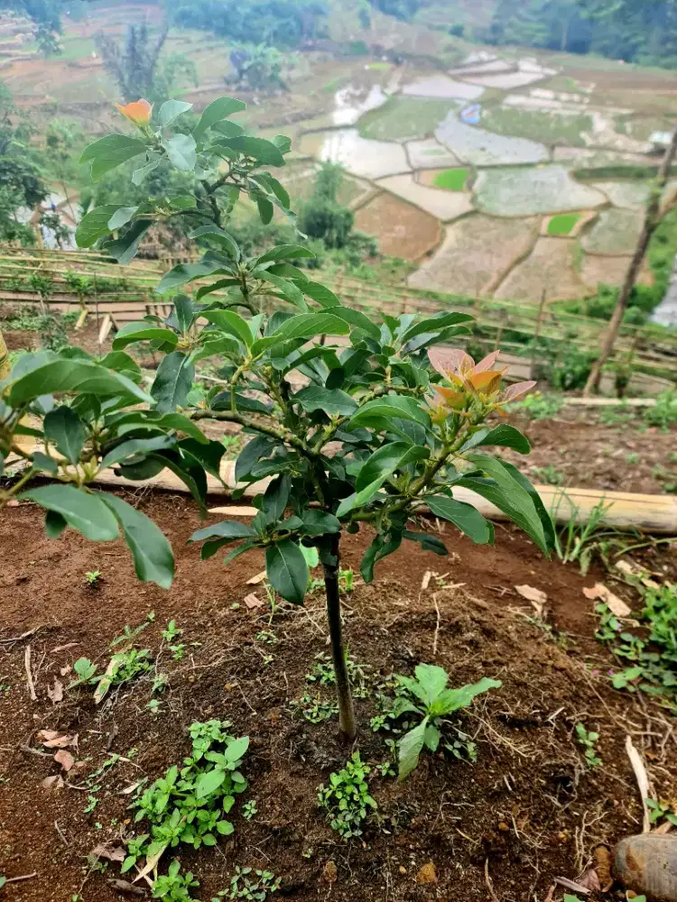 Kebun indah view sawah