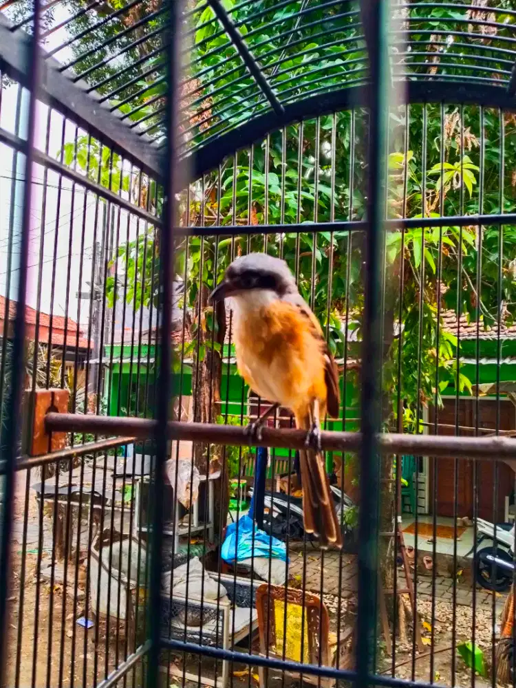 Burung pentet PiLis