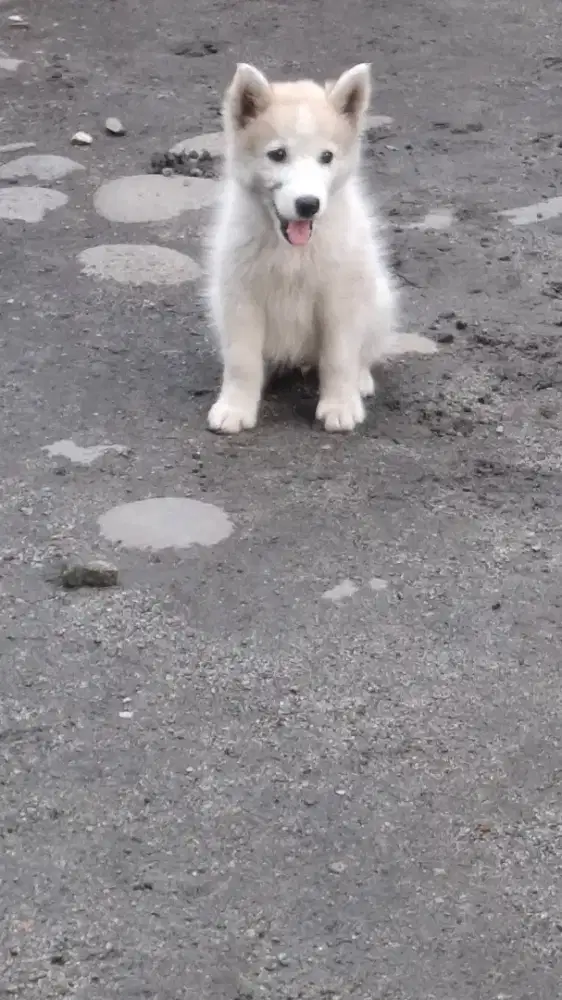 Siberian Husky Betina