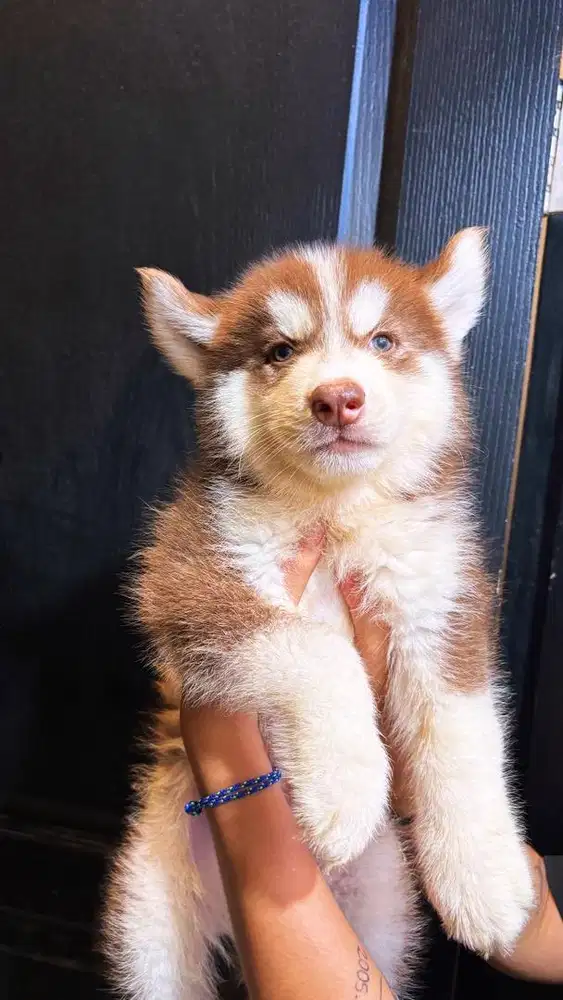 siberian husky jantan