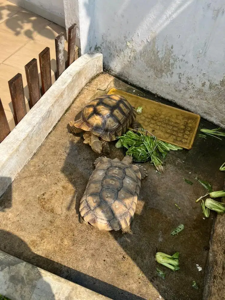 Sulcata Sepasang Siap kawin