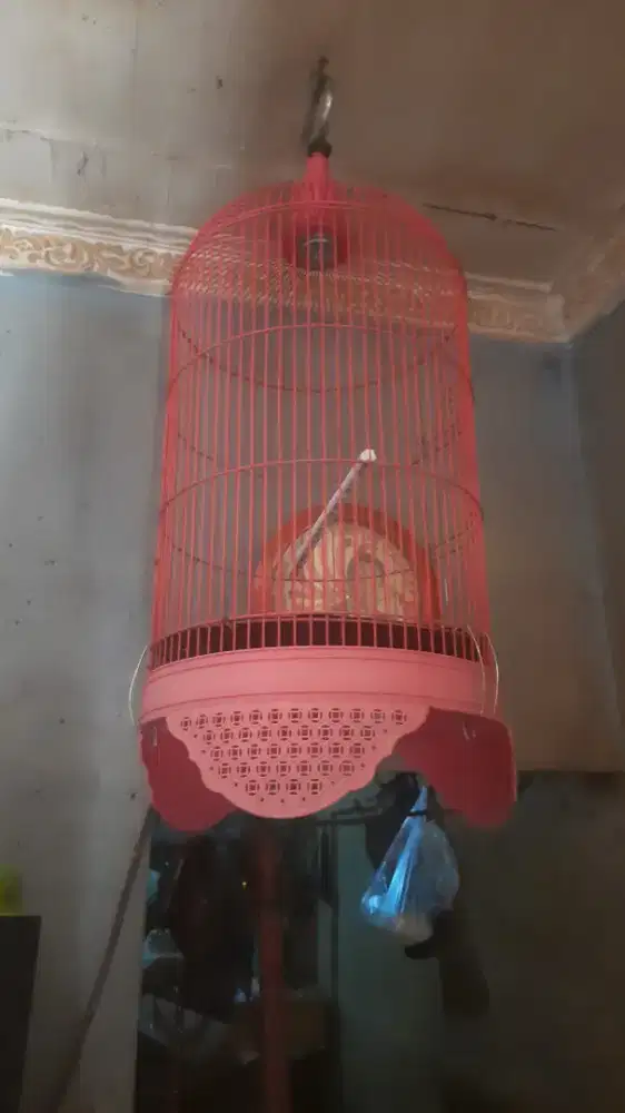 Kandang Lovebird