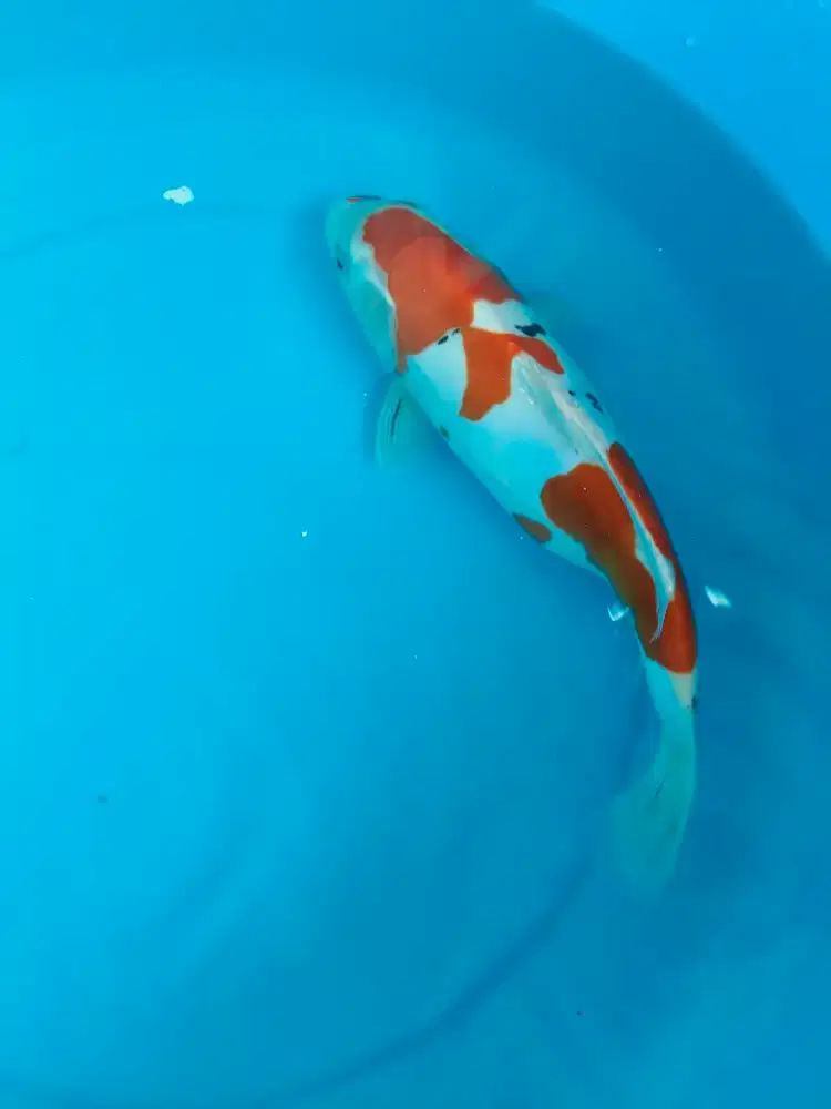 Ikan koi sanke doitsu