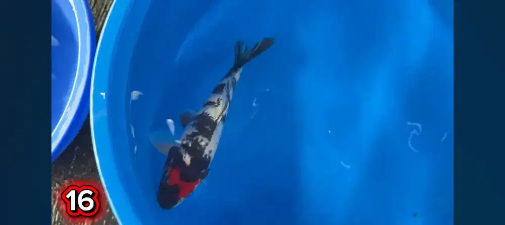 Ikan Showa sisik