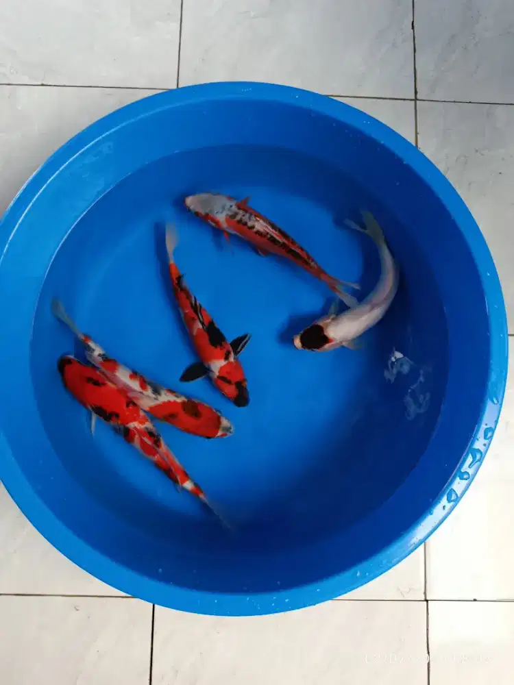 Ikan koi blitar