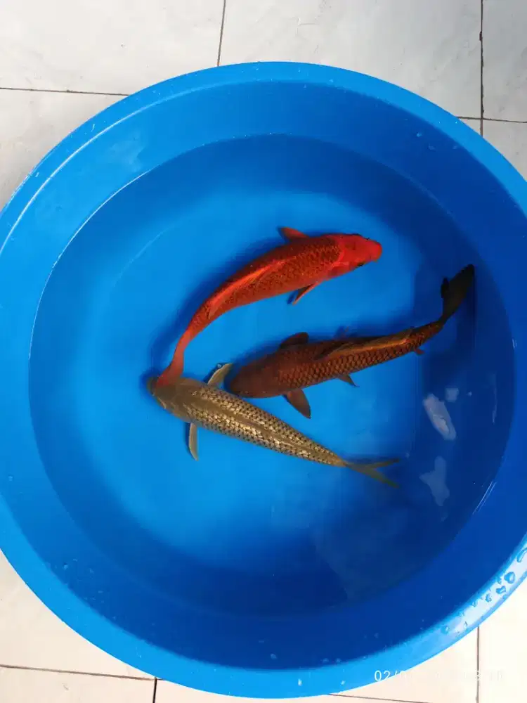 Ikan koi blitar