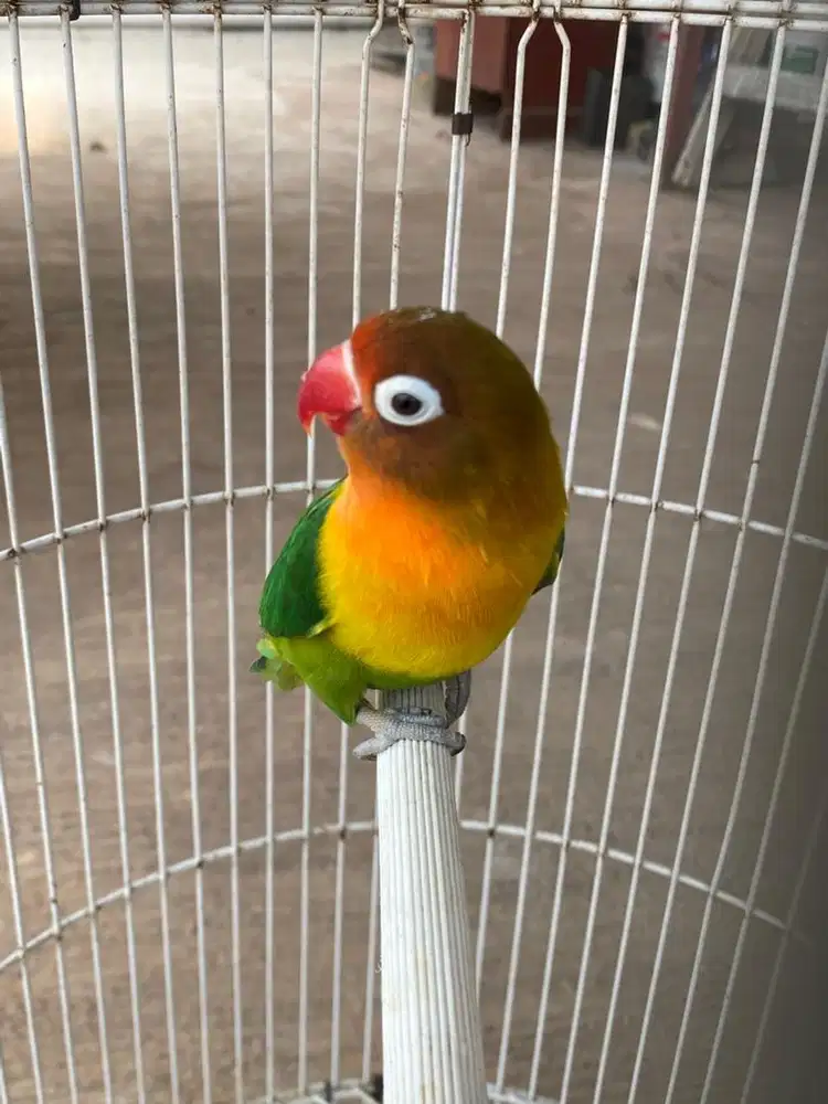 Lovebird Josan Aktif