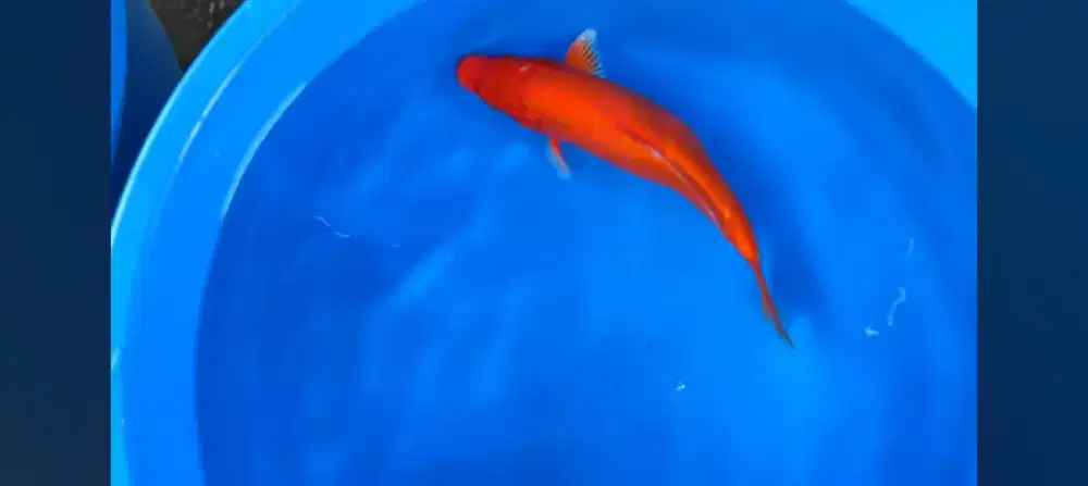 Ikan orangeji ogon doitsu
