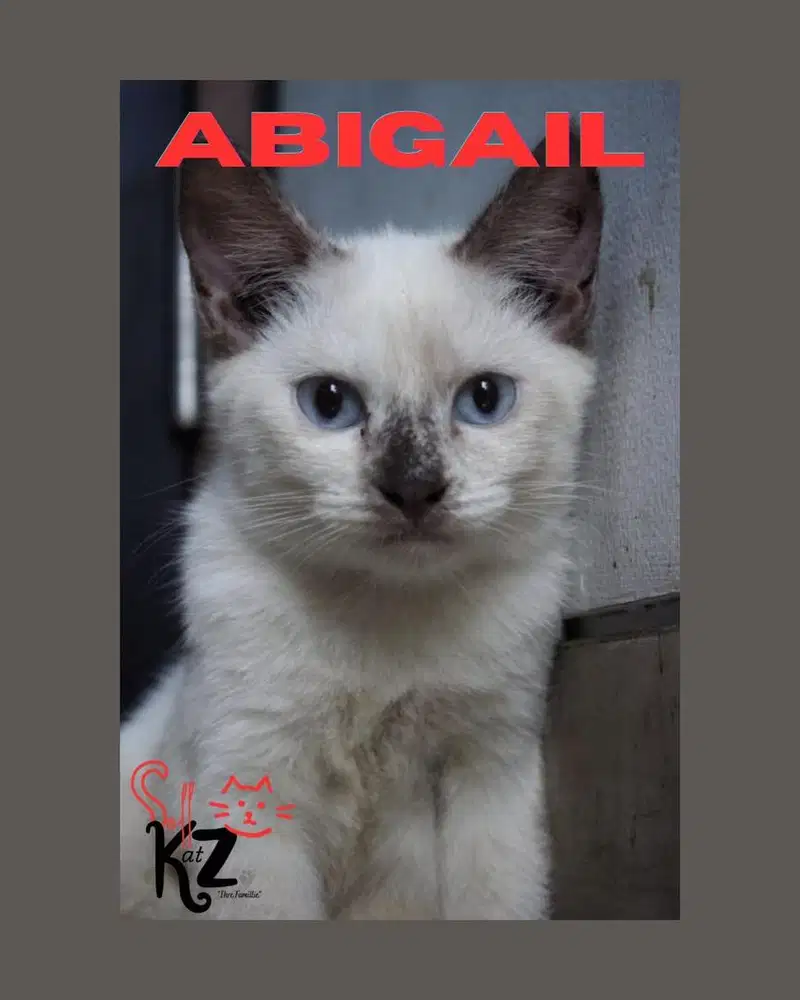 Kucing Siam Betina