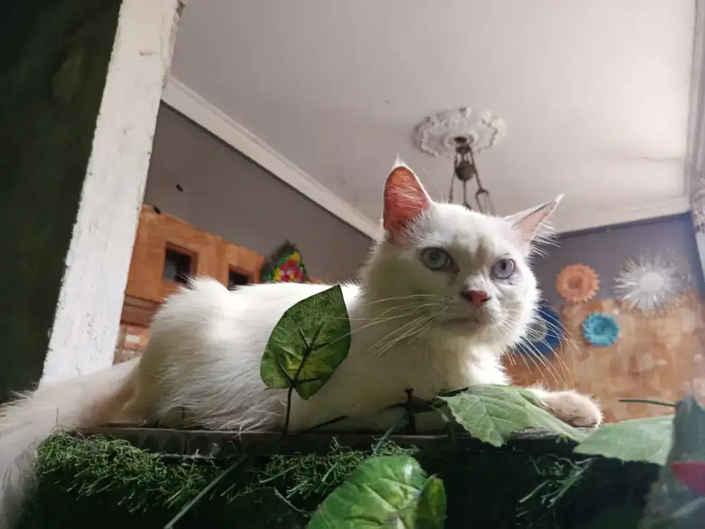 Persia Jantan Jago Kawin