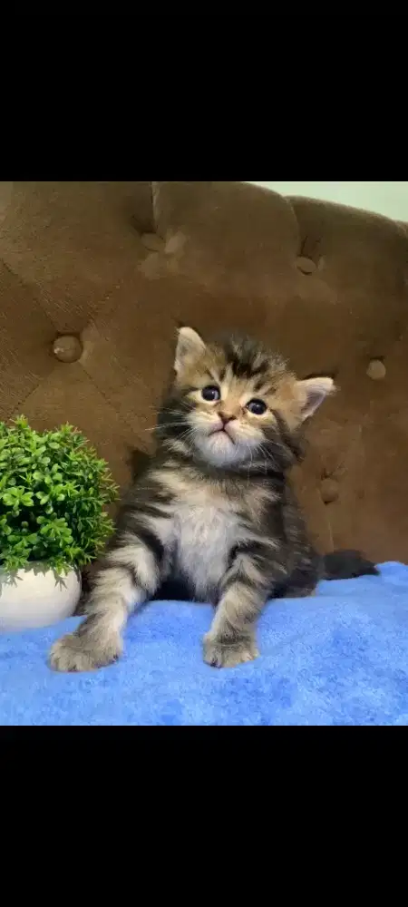 Open adopsi baby mainecoon