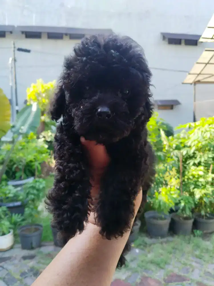 Anak anjing poodle ( tiny)