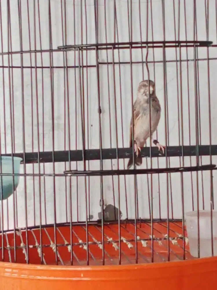 Blackthroat Gacor Corr