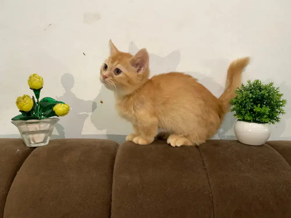 Baby kucing Munchkin